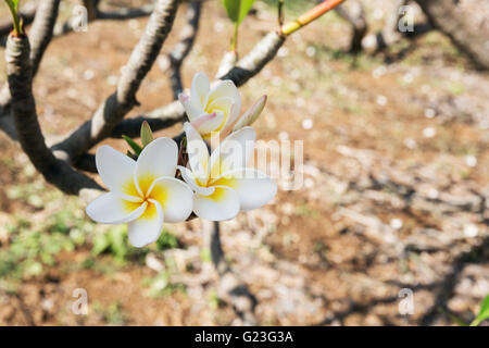 Nahaufnahme der Blüten von Plumeria Rubra im Koko Crater botanischen Garten Stockfoto