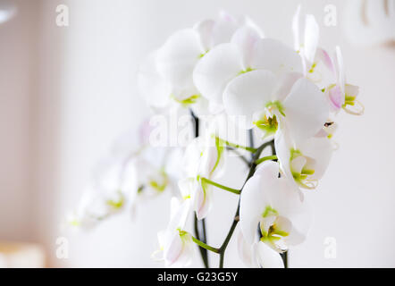 Schöne Orchidee Stockfoto