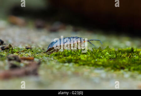 Gemeinsamen grobe Assel Wandern auf Moos - UK Hinterhof Garten Natur - Porcellio Scaber Makro Nahaufnahme Stockfoto