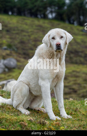 Weiße Dogge, greift Schäferhund, das schützt die Herden von Wolf in den Bergen von Xistral, Lugo, Galicien Stockfoto