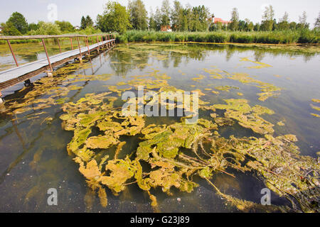 Algenblüte im See in Bayern Stockfoto