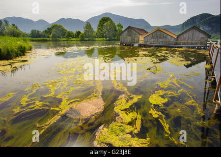 Algenblüte im See in Bayern Stockfoto