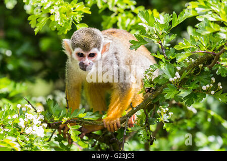 Nahaufnahme von einem Eichhörnchen-Affen Klettern hoch oben auf einem Baum im Süden Seen Zoo in Cumbria. Stockfoto