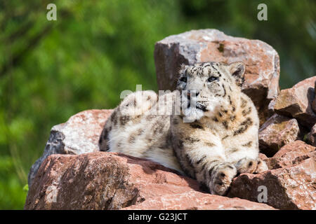 Ein einsamer Schneeleopard liegen hoch oben auf den Felsen genießen Sie die Frühlingssonne im South Lakes Zoo in Cumbria. Stockfoto