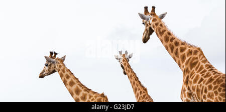 Drei Giraffen Frage mich weg von der Kamera im South Lakes Zoo in Cumbria. Stockfoto