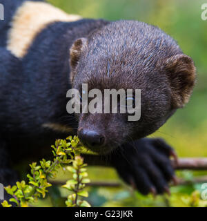 Ein Tayra (aus der Familie der Wiesel) liegen auf einem Ast eines großen Busch im Süden Seen Zoo in Cumbria. Stockfoto