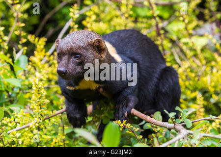 Ein Tayra (aus der Familie der Wiesel) liegen auf einem Ast eines großen Busch im Süden Seen Zoo in Cumbria. Stockfoto