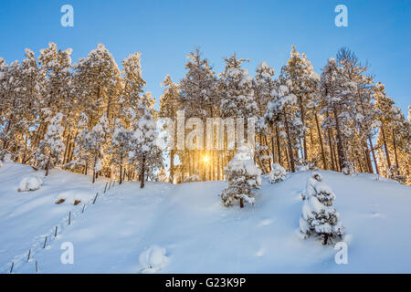 Wintersonnengang durch einen verschneiten Wald vor einem klaren blauen Himmel in Flagstaff, Arizona, USA Stockfoto
