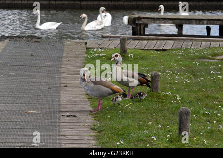 Paar der ägyptischen Gänse mit zwei jungen auf einem Fluss Liegeplatz Kai auf den Norfolk Broads, mit Höckerschwäne am Fluss hinaus. Stockfoto