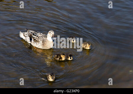 Weibliche kreuzen Hof/Stockente mit fünf jungen Entenküken auf den Norfolk Broads. Stockfoto