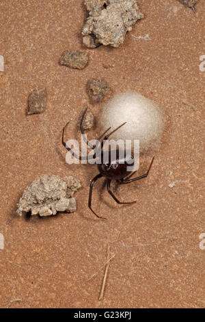 Steatoda Grossa Schrank Spinne mit seinen Ei-Sac. Stockfoto