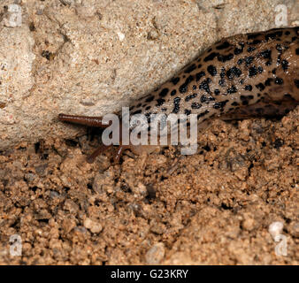 Leopard Slug Limax Maximus. Ernährt sich von anderen Schnecken. Stockfoto