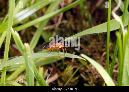 Rübe Blattwespen Athalia Rosae. Stockfoto