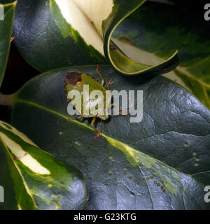 Gemeinsamen grünen Shieldbug auf bunten Efeu. Palomena Prasina gemeinsamen grünen Shieldbug. Familie: Pentatomidae Stockfoto