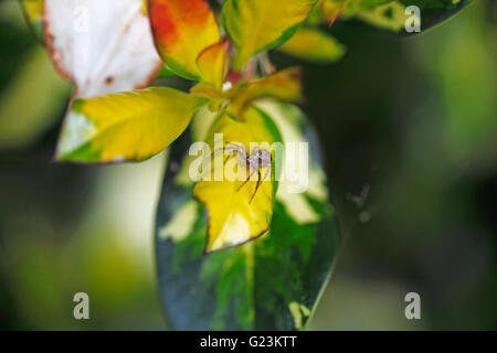 Xysticus Cristatus gemeinsame Krabbenspinne, Stockfoto