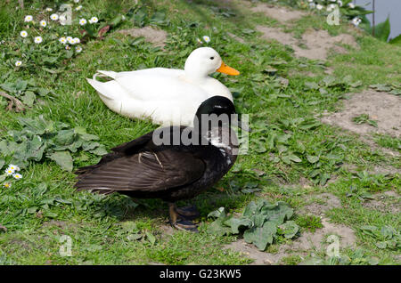 Weibliche Hof Ente mit einem jungen (scheinbar) überqueren-gezüchtet, Mann als ihr Partner auf den Norfolk Broads. Stockfoto