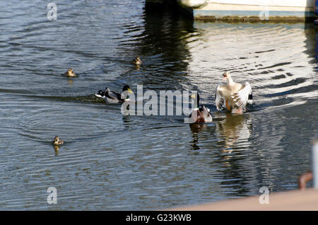 Männliche Stockente immer eine harte Zeit von seinem Partner, ein Kreuz gezüchtet Stockente/Hof Ente mit jungen auf den Norfolk Broads. Stockfoto