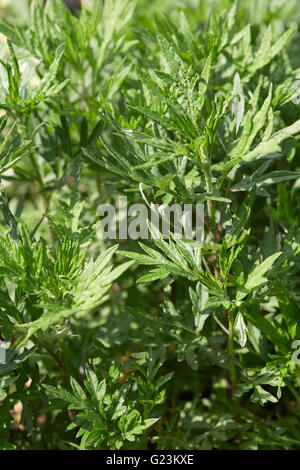 Beifuß, Artemisia Vulgaris Pflanze und grünen Blättern Stockfoto