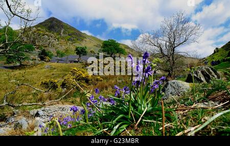 Erkundung der Rannerdale Glockenblumen, Cumbria Stockfoto