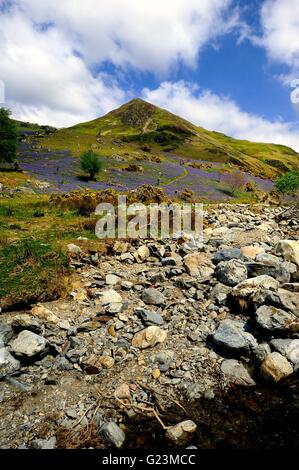 Erkundung der Rannerdale Glockenblumen, Cumbria Stockfoto