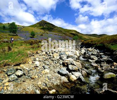 Erkundung der Rannerdale Glockenblumen, Cumbria Stockfoto