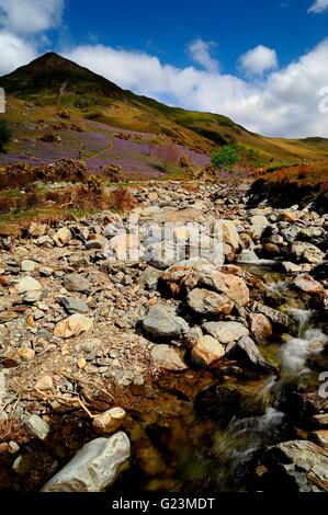 Erkundung der Rannerdale Glockenblumen, Cumbria Stockfoto