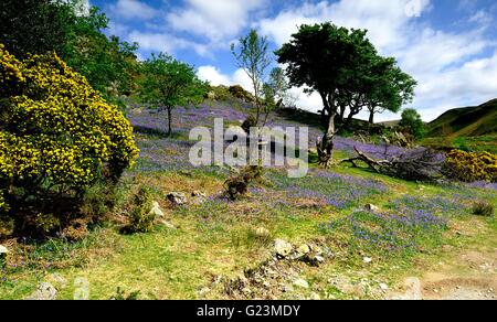 Erkundung der Rannerdale Glockenblumen, Cumbria Stockfoto