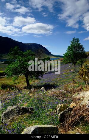 Erkundung der Rannerdale Glockenblumen, Cumbria Stockfoto