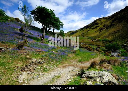 Erkundung der Rannerdale Glockenblumen, Cumbria Stockfoto