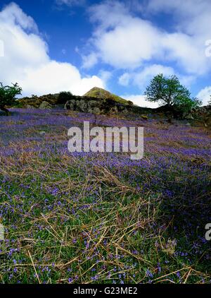 Erkundung der Rannerdale Glockenblumen, Cumbria Stockfoto