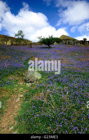 Erkundung der Rannerdale Glockenblumen, Cumbria Stockfoto