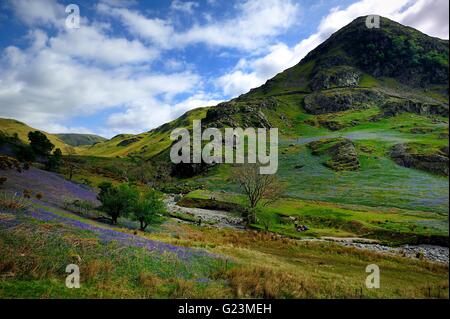 Erkundung der Rannerdale Glockenblumen, Cumbria Stockfoto