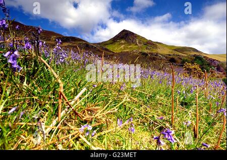 Erkundung der Rannerdale Glockenblumen, Cumbria Stockfoto