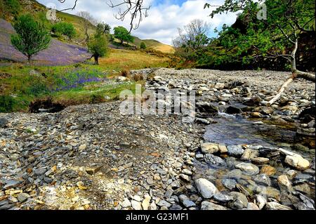 Erkundung der Rannerdale Glockenblumen, Cumbria Stockfoto