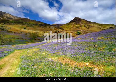 Erkundung der Rannerdale Glockenblumen, Cumbria Stockfoto