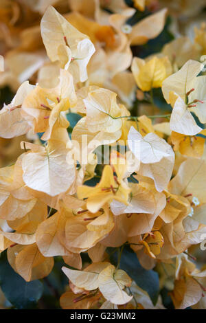 Bougainvillea, Textur gelbe Blumen Hintergrund Stockfoto