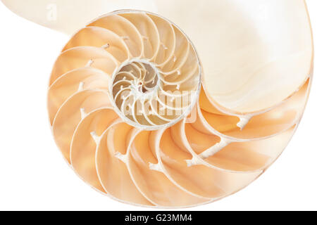 Nautilus Shell Abschnitt, perfekte Fibonacci-Muster auf weißen, Clipping-Pfad Stockfoto