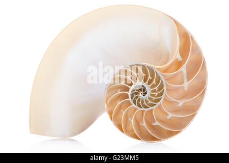 Nautilus Shell Abschnitt, perfekte Fibonacci-Muster auf weißen, Clipping-Pfad Stockfoto