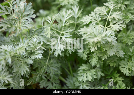 Wermutpflanze verlässt, Artemisia Absinthium Hintergrund, natürliche Farbe Stockfoto
