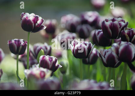 Lila und weißen Tulpen Stockfoto