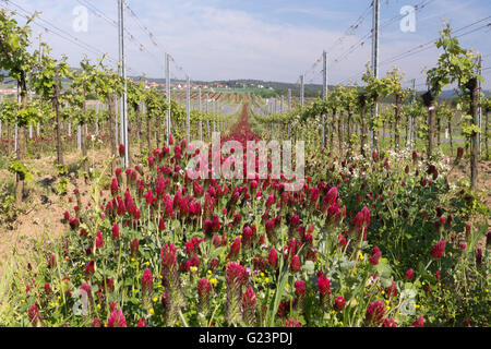 Crimson Clover wächst zwischen Weinreben in Österreich für Stickstoff-Fixierung Stockfoto