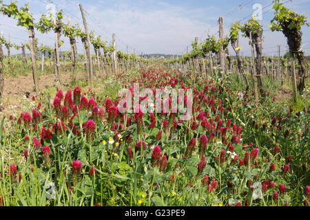 Trifolium incarnatum, bekannt als Purpurklee (oder italienischer Klee), wächst zwischen Weinreben in Österreich zur Stickstofffixierung. Thema: EU-Zuschuss Stockfoto