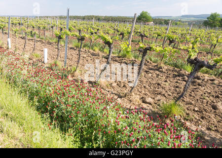 Crimson Clover wächst zwischen Weinreben in Österreich für Stickstoff-Fixierung Stockfoto