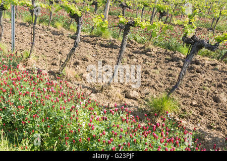 Crimson Clover wächst zwischen Weinreben in Österreich für Stickstoff-Fixierung Stockfoto