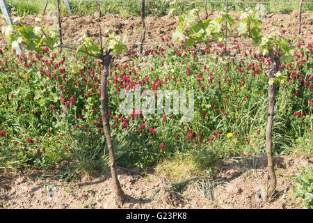 Crimson Clover wächst zwischen Weinreben in Österreich für Stickstoff-Fixierung Stockfoto