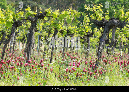 Crimson Clover wächst zwischen Weinreben in Österreich für Stickstoff-Fixierung Stockfoto