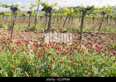 Trifolium incarnatum, bekannt als Purpurklee (oder italienischer Klee), wächst zwischen Weinreben in Österreich zur Stickstofffixierung. Thema: EU-Zuschuss Stockfoto