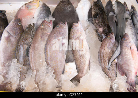 Fisch zu fangen, auf dem Eis am Fischmarkt Stockfoto