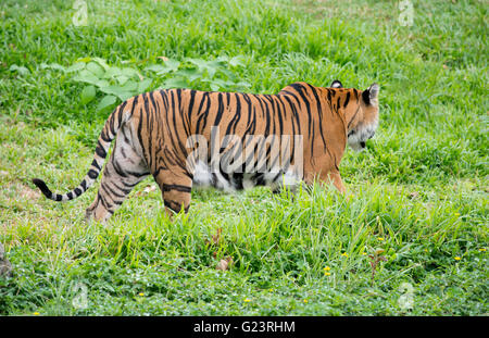 Bengal Tiger gehen unter den frischen grünen Rasen Stockfoto