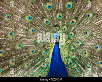 Männlicher Pfau Schwanzfedern anzeigen Stockfoto